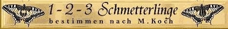 Schmetterlinge bestimmen