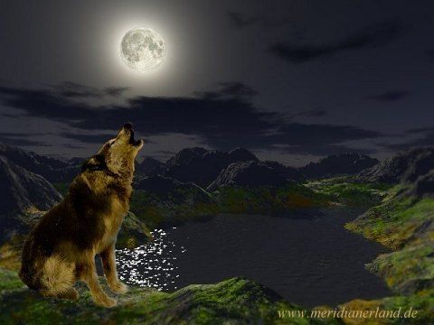 Wolf mit Mond